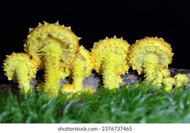 Attēlu rezultāti vaicājumam “Pholiota flammans”