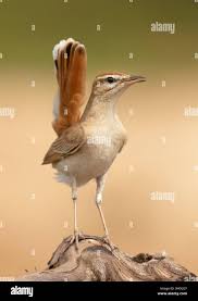 Image result for Cercotrichas galactotes