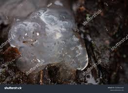 Attēlu rezultāti vaicājumam “Myxarium nucleatum”