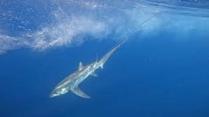 Image result for Alopias superciliosus