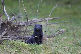 Attēlu rezultāti vaicājumam “Mustela vison”