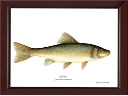 Image result for Catostomus commersonii