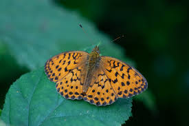Attēlu rezultāti vaicājumam “Brenthis daphne upperside”
