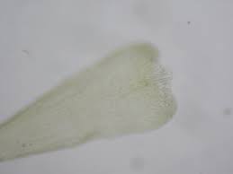 Attēlu rezultāti vaicājumam “Campylophyllum calcareum”