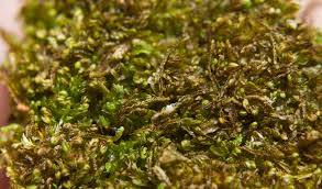 Attēlu rezultāti vaicājumam “Odontoschisma sphagni”