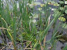 Attēlu rezultāti vaicājumam “Sium latifolium fruit”
