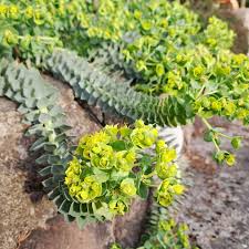 Image result for Wolfsmilch