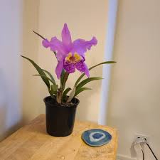 Attēlu rezultāti vaicājumam “Diderma hemisphaericum spores”