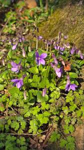 Attēlu rezultāti vaicājumam “Viola riviniana flower”