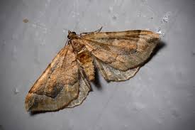 Attēlu rezultāti vaicājumam “Pelurga comitata”