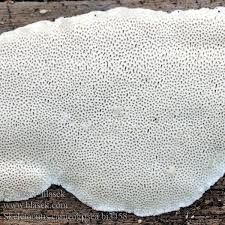 Attēlu rezultāti vaicājumam “Skeletocutis carneogrisea”