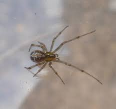 Attēlu rezultāti vaicājumam “Phylloneta sp.”