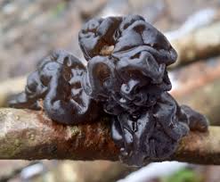 Attēlu rezultāti vaicājumam “Exidia cartilaginea”