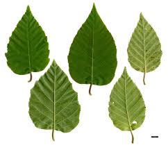 Attēlu rezultāti vaicājumam “Betula humilis leaf”