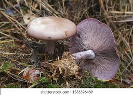 Attēlu rezultāti vaicājumam “Lepista nuda”