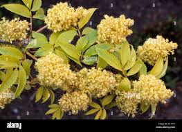 Attēlu rezultāti vaicājumam “Sambucus racemosa flower”