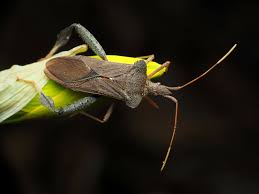 Attēlu rezultāti vaicājumam “Fuligo licentii macro”