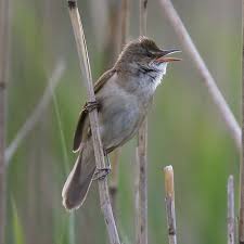 Attēlu rezultāti vaicājumam “Acrocephalus arundinaceus adult”