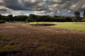 Image result for Walton Heath Golf Club