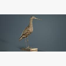 Image result for Numenius borealis