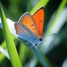 Attēlu rezultāti vaicājumam “Lycaena dispar”
