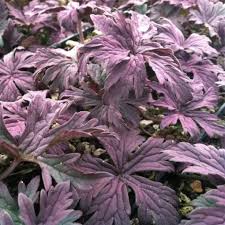 Attēlu rezultāti vaicājumam “Geranium pratense leaf”