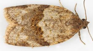 Attēlu rezultāti vaicājumam “Syndemis musculana”