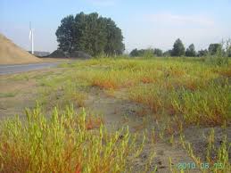 Attēlu rezultāti vaicājumam “Corispermum hyssopifolium fruit”