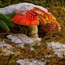 Attēlu rezultāti vaicājumam “Amanita muscaria”