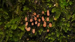 Attēlu rezultāti vaicājumam “Comatricha tenerrima stalked”