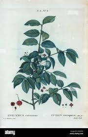 Attēlu rezultāti vaicājumam “Euonymus verrucosus fruit”