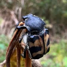 Attēlu rezultāti vaicājumam “Trichius fasciatus imago”