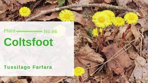 Attēlu rezultāti vaicājumam “Tussilago farfara fruit”