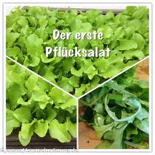 Image result for Pflücksalat