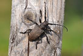 Attēlu rezultāti vaicājumam “Lamia textor”