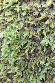 Attēlu rezultāti vaicājumam “Dicranum viride”