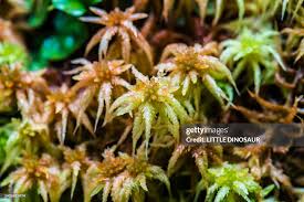 Attēlu rezultāti vaicājumam “Sphagnum palustre”