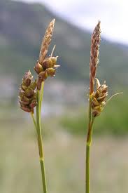 Attēlu rezultāti vaicājumam “Carex chordorrhiza leaf”