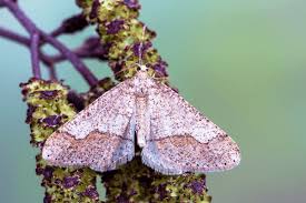 Attēlu rezultāti vaicājumam “Agriopis marginaria”