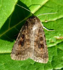 Attēlu rezultāti vaicājumam “Caradrina morpheus”