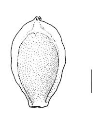 Attēlu rezultāti vaicājumam “Corispermum hyssopifolium fruit”
