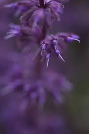 Attēlu rezultāti vaicājumam “Salvia verticillata flower”