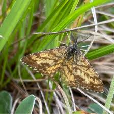 Attēlu rezultāti vaicājumam “Ematurga atomaria”