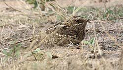 Image result for Caprimulgus aegyptius