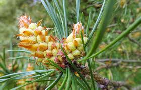 Attēlu rezultāti vaicājumam “Pinus sylvestris male flower”