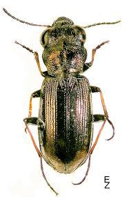 Attēlu rezultāti vaicājumam “Notiophilus germinyi”