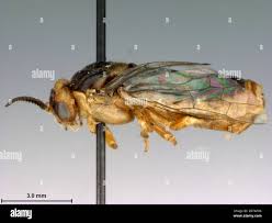 Attēlu rezultāti vaicājumam “Diprionidae”