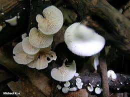 Attēlu rezultāti vaicājumam “Crepidotus versutus”