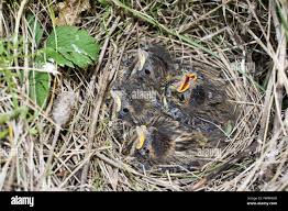 Attēlu rezultāti vaicājumam “Emberiza schoeniclus eggs”