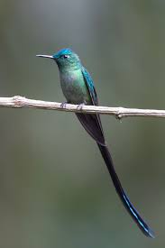 Attēlu rezultāti vaicājumam “Lycogala asperum sessile”